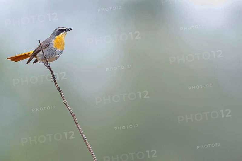 Cossypha caffra, family of flycatchers, Underberg surroundings, Underberg, KwaZulu-Natal, South Africa, Africa