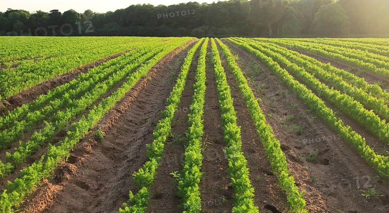 Green lines of carrot crop growing in sandy soil, Shottisham, Suffolk, England, UK