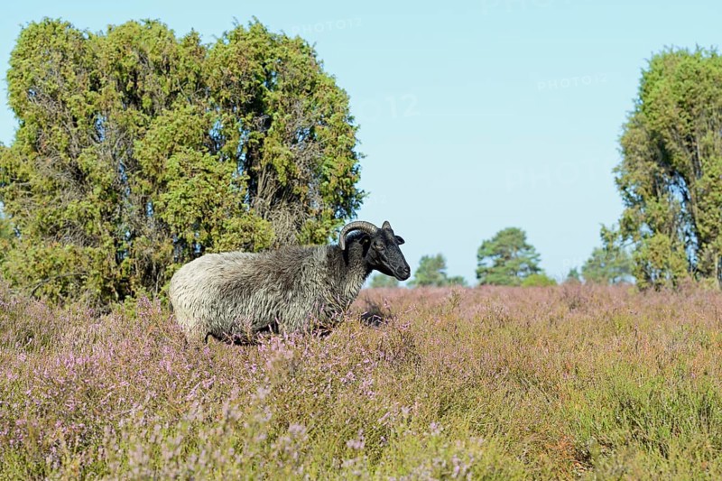 Heidschnucke moorland sheep (Ovis aries), grey horned heather in the blooming heath landscape, Südheide nature park Park, Lüneburg Heath, Lower Saxony, Germany, Europe