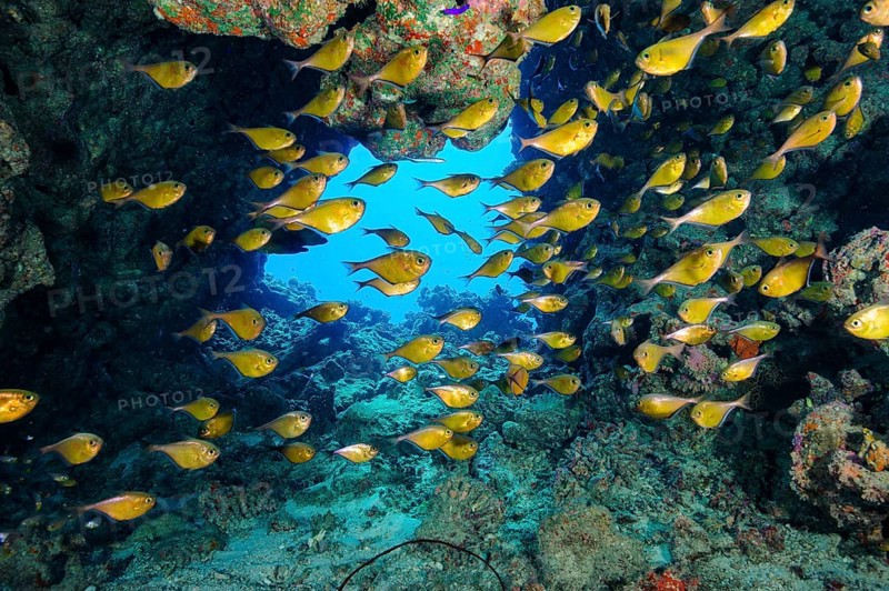 Schooling group of hatchetfish (Pempheris tominagai) hatchetfish in small cave in coral reef, Red Sea, Hurghada, Egypt, Africa