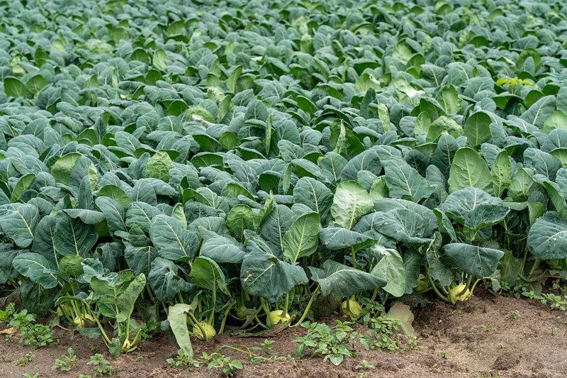 Field with kohlrabi plants, kohlrabi tubers, North Rhine-Westphalia, Germany, Europe