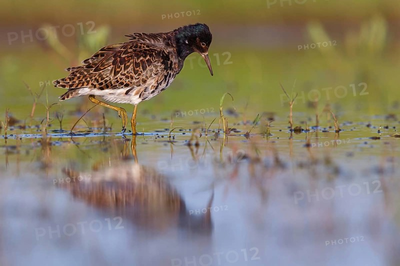 Ruff (Philomachus pugnax), male, Narew, Bialystok, Podlasie, Poland, Europe