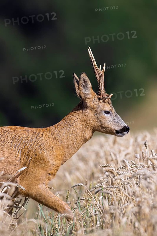 European roe deer (Capreolus capreolus) buck, male during the rut in wheat field, cornfield in summer