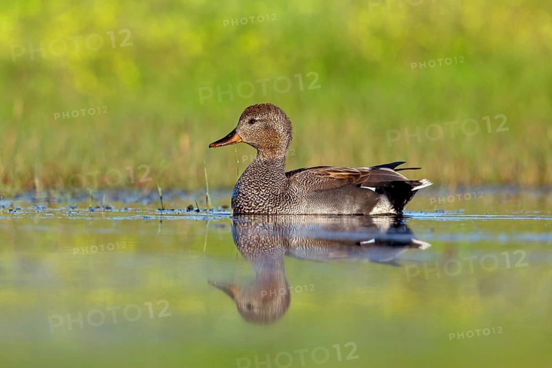 Gadwall, (Anas strepera), Mareca strepera, Wagbachniederung, Calera Y Chozas, Baden-Württemberg, Federal Republic of Germany