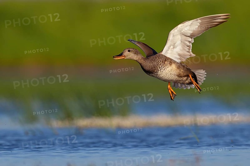 Gadwall, (Anas strepera), Mareca strepera, Wagbachniederung, Calera Y Chozas, Baden-Württemberg, Federal Republic of Germany