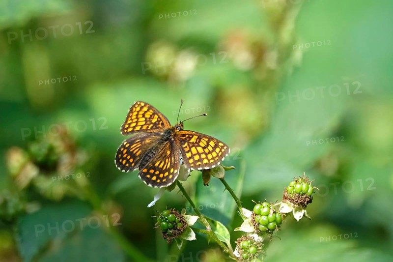 Upper Lusatian Heath and Pond Landscape, Quail Wheat Fritillary, June, Saxony, Germany, Europe