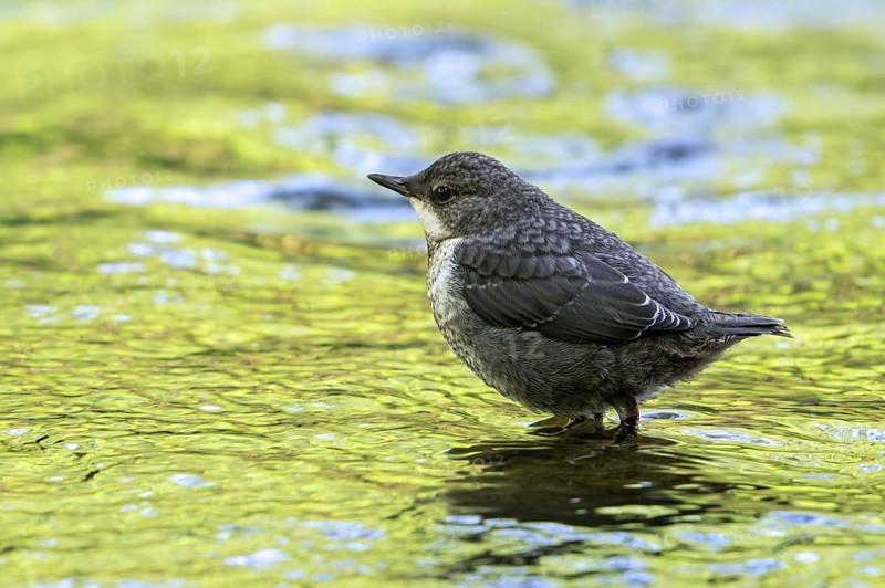 White-throated dipper, Central European dipper (Cinclus cinclus aquaticus) juvenile foraging in stream, river in spring