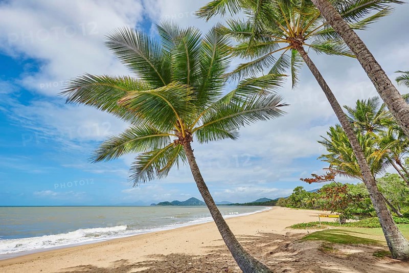 Landscape of Clifton Beach with coconut palms in spring, Queensland Australia