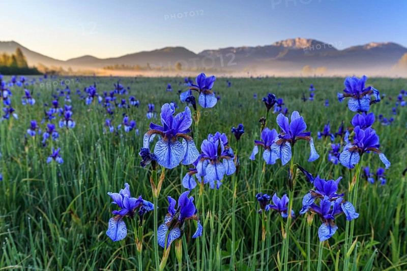Flower meadow, irises, morning light, fog, mountains, summer, Loisach-Lake Kochel-Moor, Benediktenwand, Alpine foothills, Bavaria, Germany, Europe
