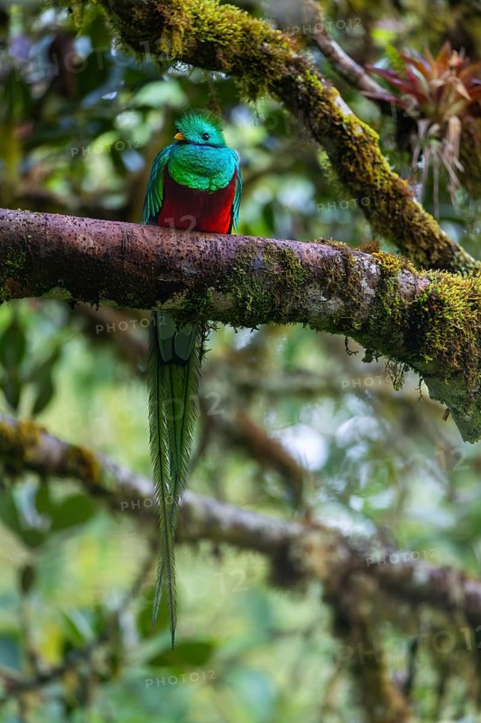 Quetzal (Pharomachrus mocinno), Trogons (Trogonidae), Central Mountain Range, San Jose Province, Costa Rica, Central America