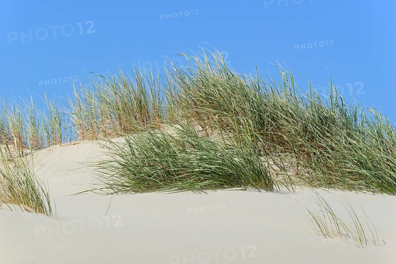 High dune with marram grass (Ammophila arenaria), blue sky, North Sea, Juist, East Frisian Islands, Lower Saxony, Germany, Europe