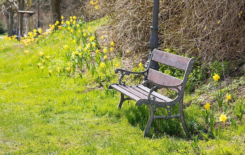 Bench surrounded by blooming daffodils (narcissus) and tulips (tulpia), Thürmsdorf, Saxon Switzerland, Saxony, Germany, Europe