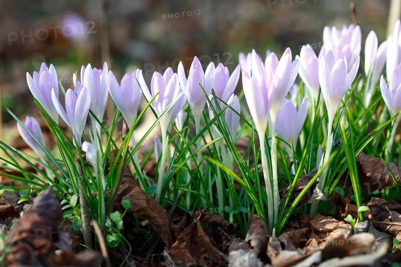 Flowers of the spring crocus (Crocus vernus), saffron plant, Middle Elbe Biosphere Reserve, Saxony-Anhalt, Germany, Europe