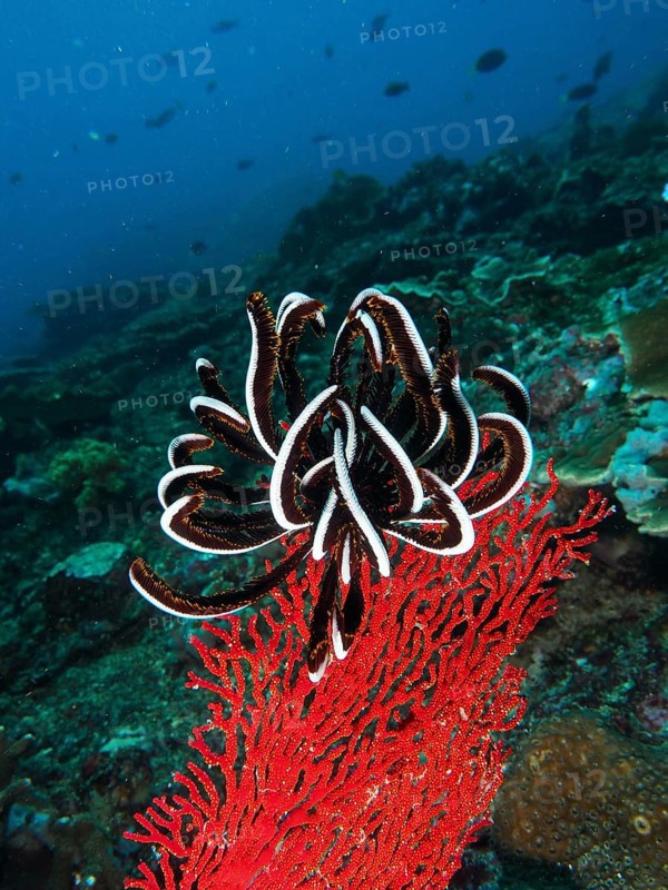 Black and white Bennett's hairstar (Anneissia bennetti) in contrast to red gorgonian on a coral reef, dive site Toyapakeh, Nusa Ceningan, Nusa Penida, Bali, Indonesia, Asia