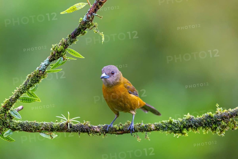 Flame tanager (Pamphecelus passerinii), tanager (Thraupidae), Costa Rica, Central America