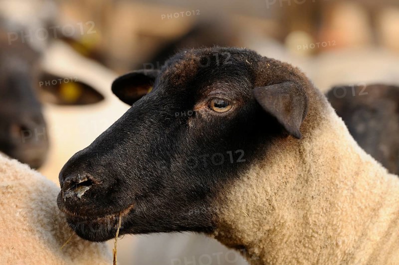 A sheep with a black face surrounded by others in a grazing environment, domestic sheep (Ovis orientalis aries), Franconia