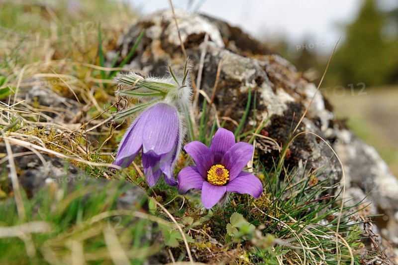 Purple Pasque flowers next to a stone with natural elements, Pasque flower (Pulsatilla vulgaris), Upper Palatinate