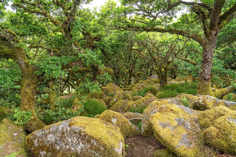 Wistmans Wood, Dartmoor, Devon, England, Great Britain