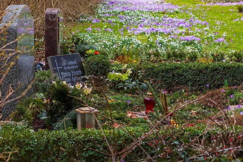 Crocuses (crocus) bloom between the graves at the Trinitatisfriedhof cemetery in Riesa, Saxony, Germany, Europe