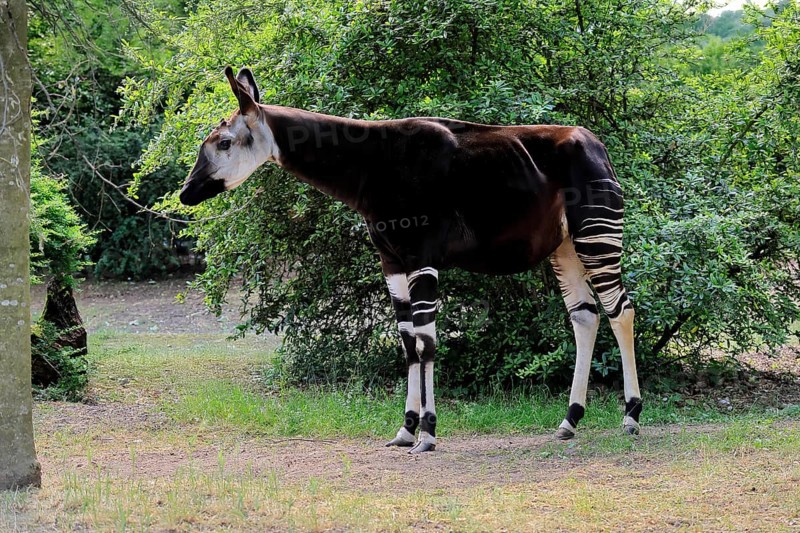 Okapi (Okapia johnstoni), adult, foraging, captive