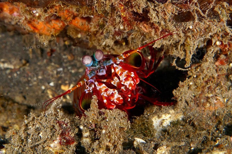 Clown mantis shrimp (Odontodactylus scyllarus) with distinctive eyes hiding in the seabed, dive site USAT Liberty, Tulamben, Bali, Indonesia, Asia