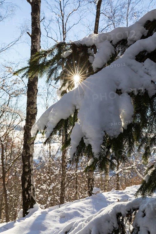 Snow-covered branch of a conifer with sun star, Erzgebirge, Saxony, Germany, Europe