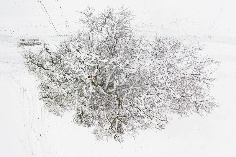 Single snow-covered tree, from above the branches injured by snow breakage become visible, near Oederan, Saxony, Germany, Europe