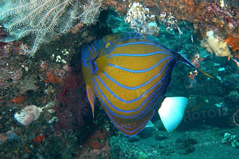 A magnificent ring angelfish (Pomacanthus annularis) with a bright pattern on a coral reef, dive site USAT Liberty, Tulamben, Bali, Indonesia, Asia