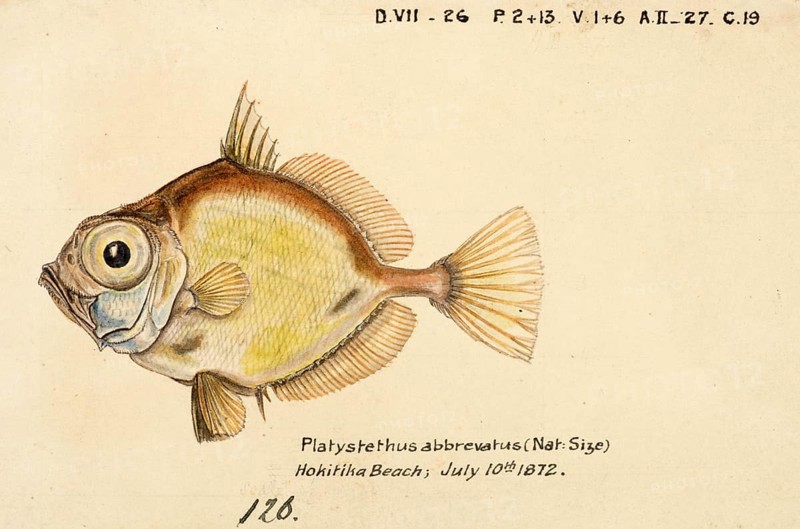 Platystethus abbrevatus, Capromimus abbreviatus, the capro dory, is a species of zeniontid fish, Fish, Reproduction of an original, by Frank Edward Clarke (b. 1849, d. 1899), ichthyologist and scientific draughtsman