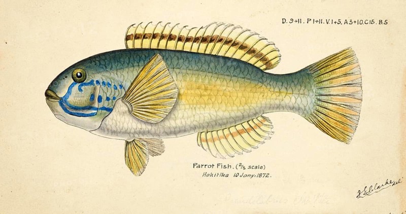 Parrot fish, Scaridae, Parrot fish, fish, reproduction of an original, by Frank Edward Clarke (born 1849, died 1899), ichthyologist and scientific draughtsman