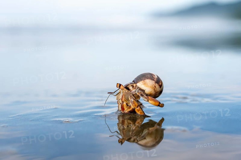 Pacific hermit crab (Coenobita compressus) in the water on a sandy beach with reflection, Corcovado National Park, Osa Peninsula, Puntarena Province, Costa Rica, Central America