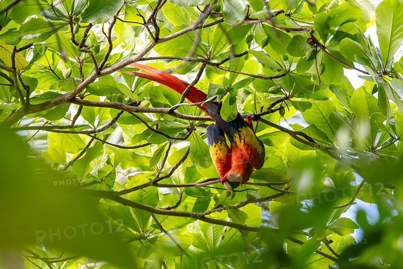 Scarlet Macaw (Ara macao) in catappa tree (Terminalia catappa), Corcovado National Park, Osa, Puntarena Province, Costa Rica, Central America