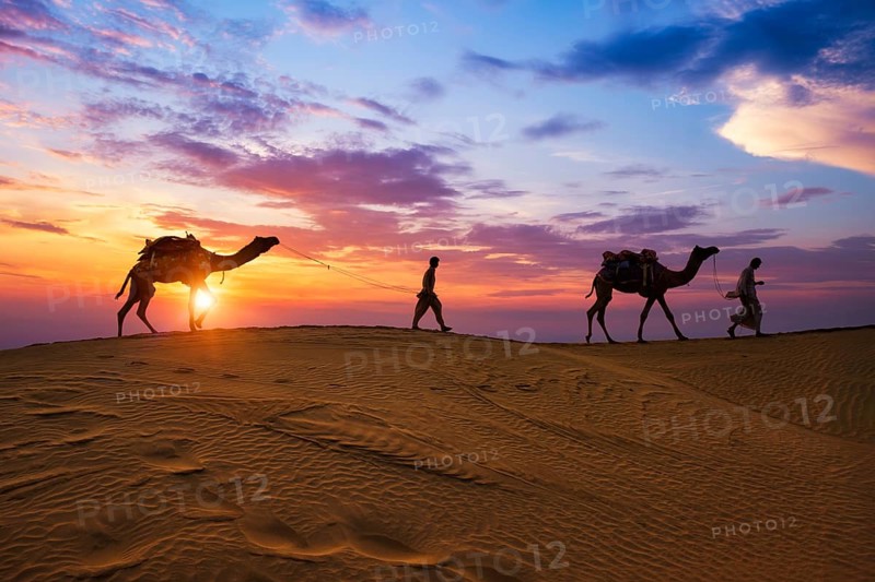 Indian cameleers camel drivers bedouin with camel silhouettes in sand dunes of Thar desert on sunset. Caravan in Rajasthan travel tourism background safari adventure. Jaisalmer, Rajasthan, India, Asia