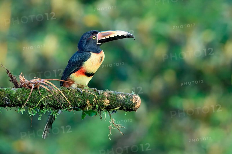 Collared aracari (Pteroglossus torquatus) sitting on a branch, Costa Rica, Central America