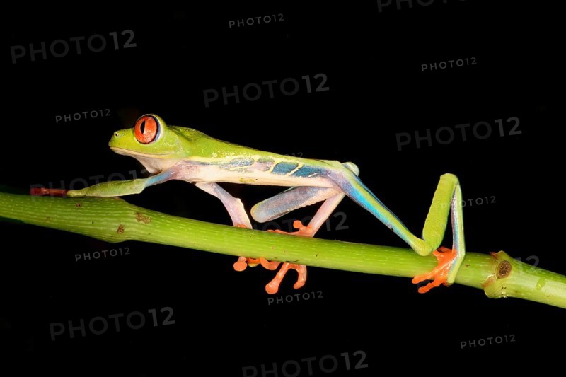 Red-eyed tree frog or red-eyed leaf frog (Agalychnis callidryas) walking over a branch, Costa Rica, Central America