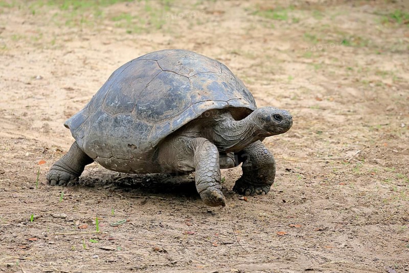 Galapagos giant tortoise (Chelonoidis niger), adult, foraging, captive, Galapagos Islands, Ecuador, South America