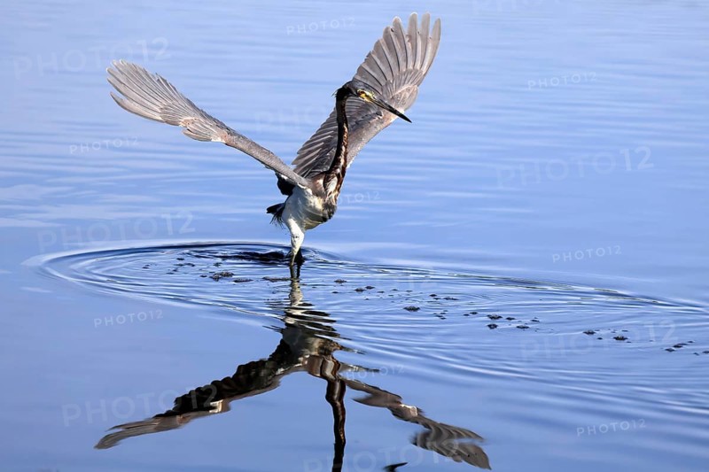 Tricoloured Heron (Egretta tricolor), adult, in the water, foraging, hunting, Merritt Island, Black Point Wildlife Drive, Florida, USA, North America