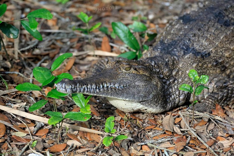 Australia Crocodile (Crocodylus johnsoni), adult, on land, portrait, captive, Australia, Oceania