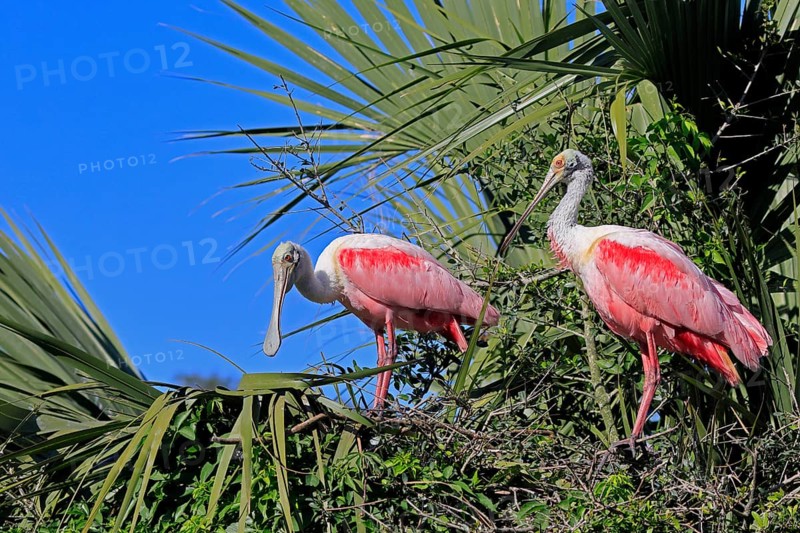 Roseate spoonbill (Platalea ajaja), adult, pair, breeding season, looking for breeding site, on tree, St. Augustine, Florida, North America, USA, North America