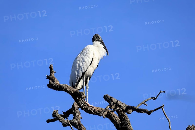 Wood stork (Mycteria americana), adult, on tree, waiting room, St. Augustine, Florida, USA, North America