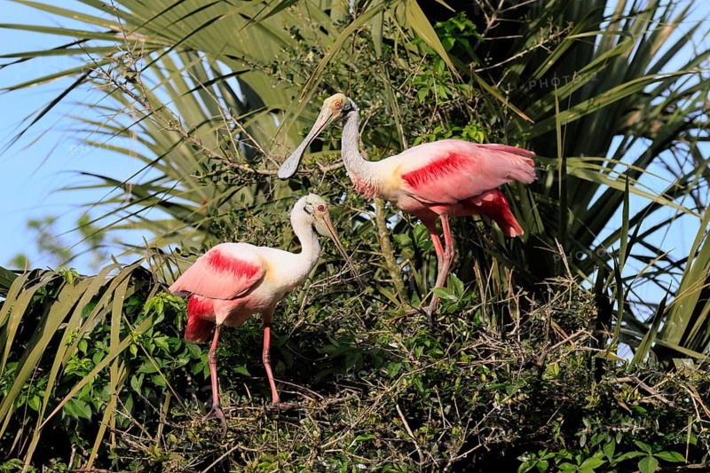 Roseate spoonbill (Platalea ajaja), adult, pair, breeding season, looking for breeding site, on tree, St. Augustine, Florida, North America, USA, North America