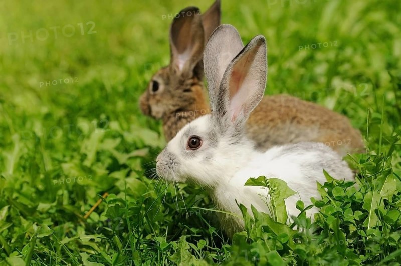Two hares sitting in the grass, one white and one brown, domestic rabbit (Oryctolagus cuniculus forma domestica), Bavaria