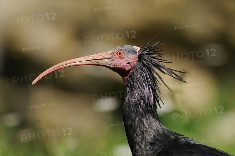 Detailed view of an ibis in front of a green, blurred background, Northern Bald Ibis (Geronticus eremita), Bavaria