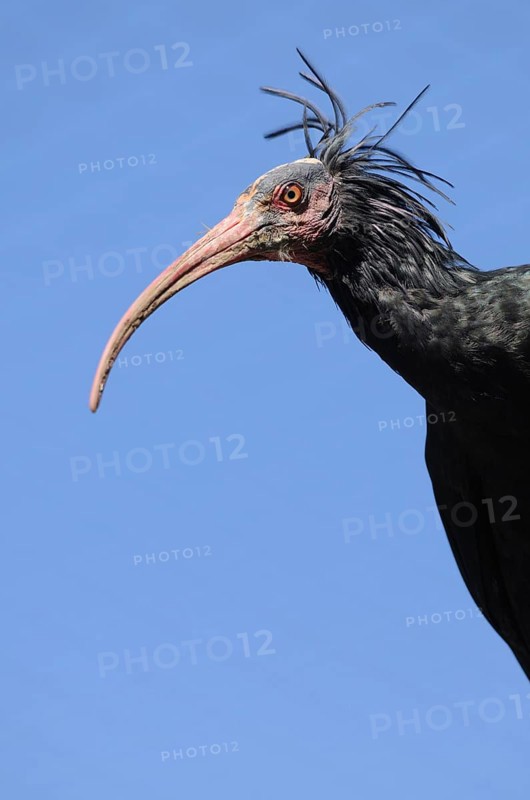 Profile of an ibis bird in front of a clear blue sky, Northern Bald Ibis (Geronticus eremita), Bavaria