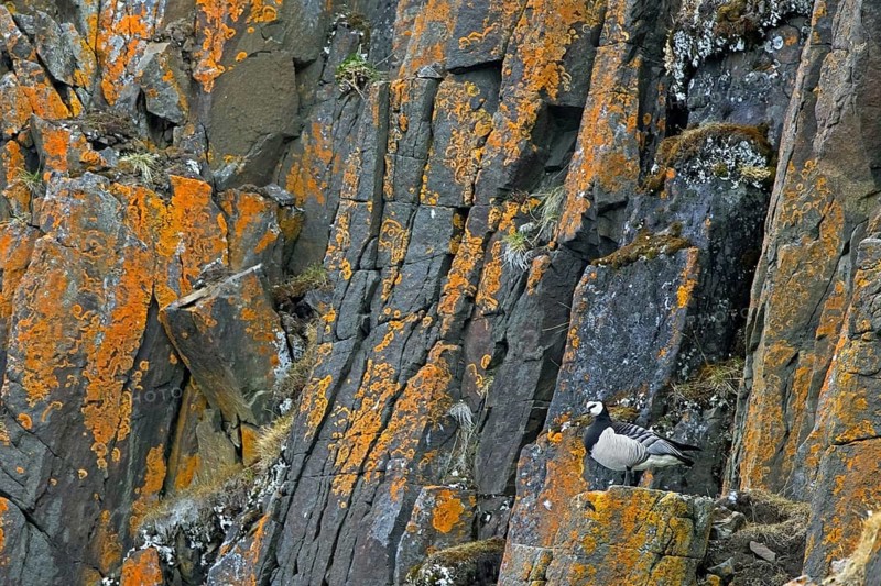 Barnacle goose (Branta leucopsis) standing on rock ledge in cliff face in summer on Svalbard, Spitsbergen