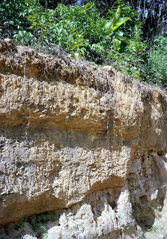Soil profile in tropical rainforest, thin topsoil layer, between Maracas and Las Cuevas, northern Trinidad, Trinidad and Tobago 1961 1963