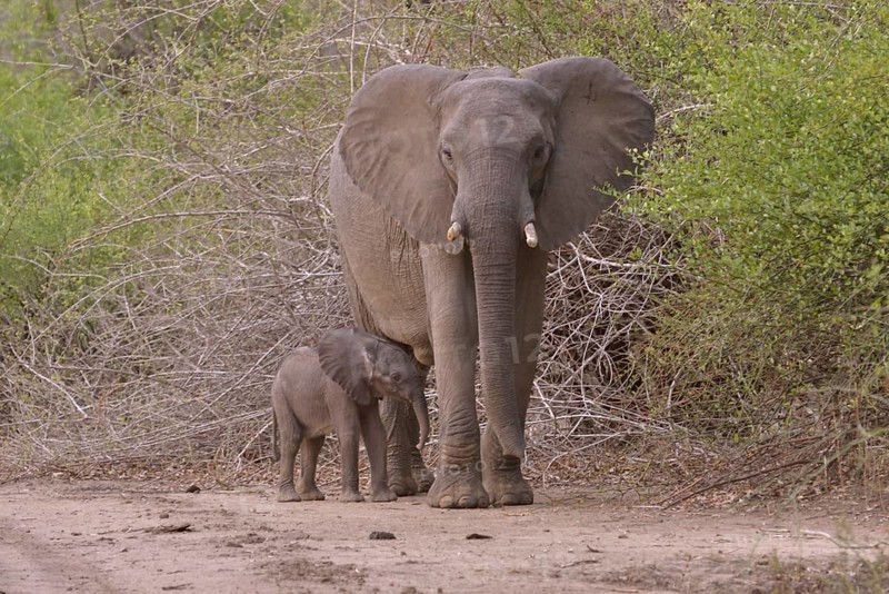 Elephant (Loxodonta africana), cow with young, South Luangwa National Park, Zambia, Africa