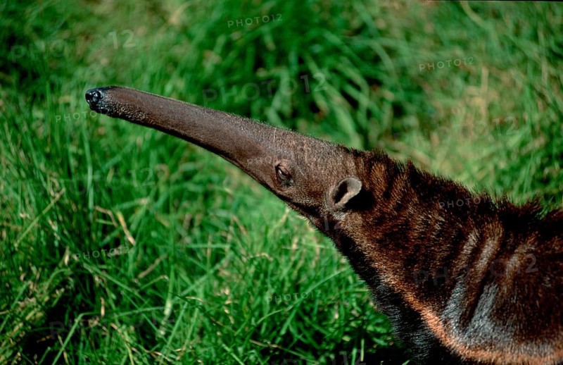 Giant Anteater (Myrmecophaga tridactyla)