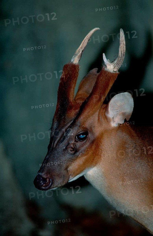 Chinese Muntjak, male (Muntiacus muntjak)