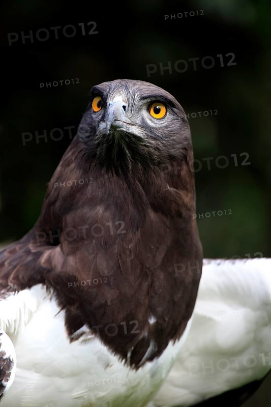 Black-chested Snake Eagle, South Africa (Circaetus gallicus)
